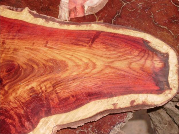Tìm hiểu về gỗ sưa