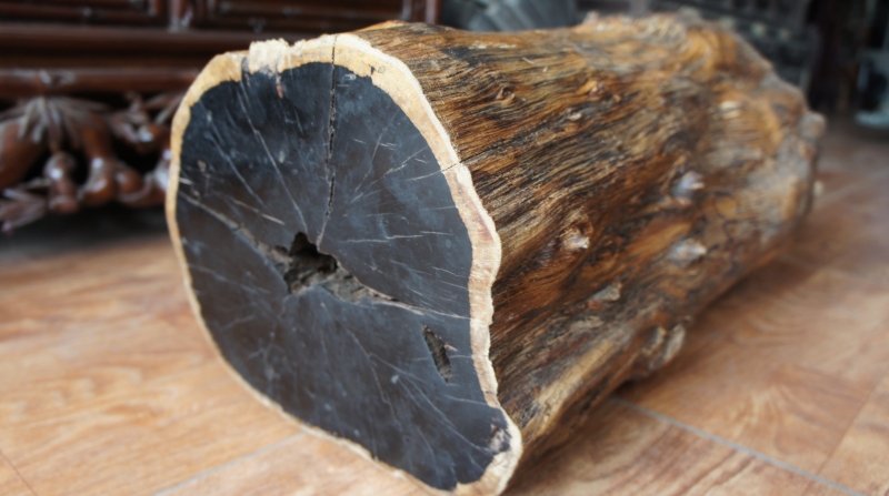 Tìm hiểu về gỗ mun - loại gỗ quý hiếm trong chế tác tượng gỗ 